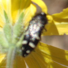 Acmaeodera connexa