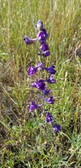 Delphinium variegatum