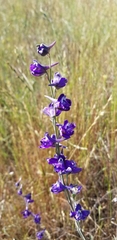 Delphinium variegatum