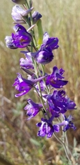 Delphinium variegatum
