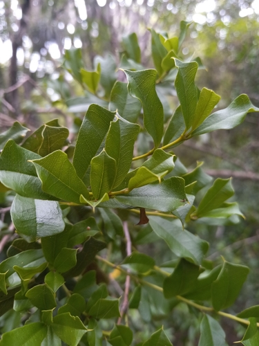 Reynosia de Hojas Cuneadas (Reynosia cuneifolia) · NaturaLista Colombia