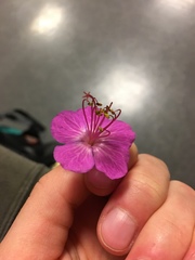 Geranium macrorrhizum