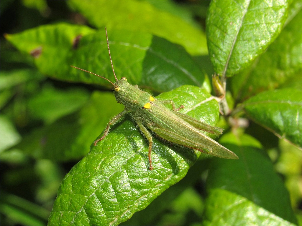 Clarazella bimaculata
