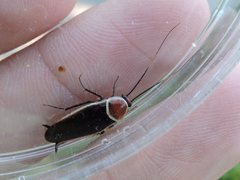 Pseudomops septentrionalis