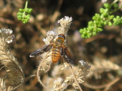 Bombyliidae