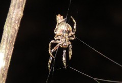 Pozonia
