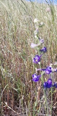 Delphinium variegatum