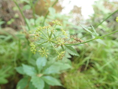 Thaspium trifoliatum