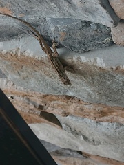 Anolis sagrei