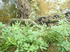 Thaspium trifoliatum