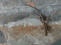Anolis sagrei