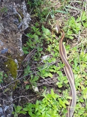 Salvadora intermedia