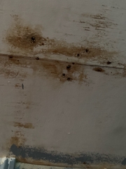 Glomeromycota