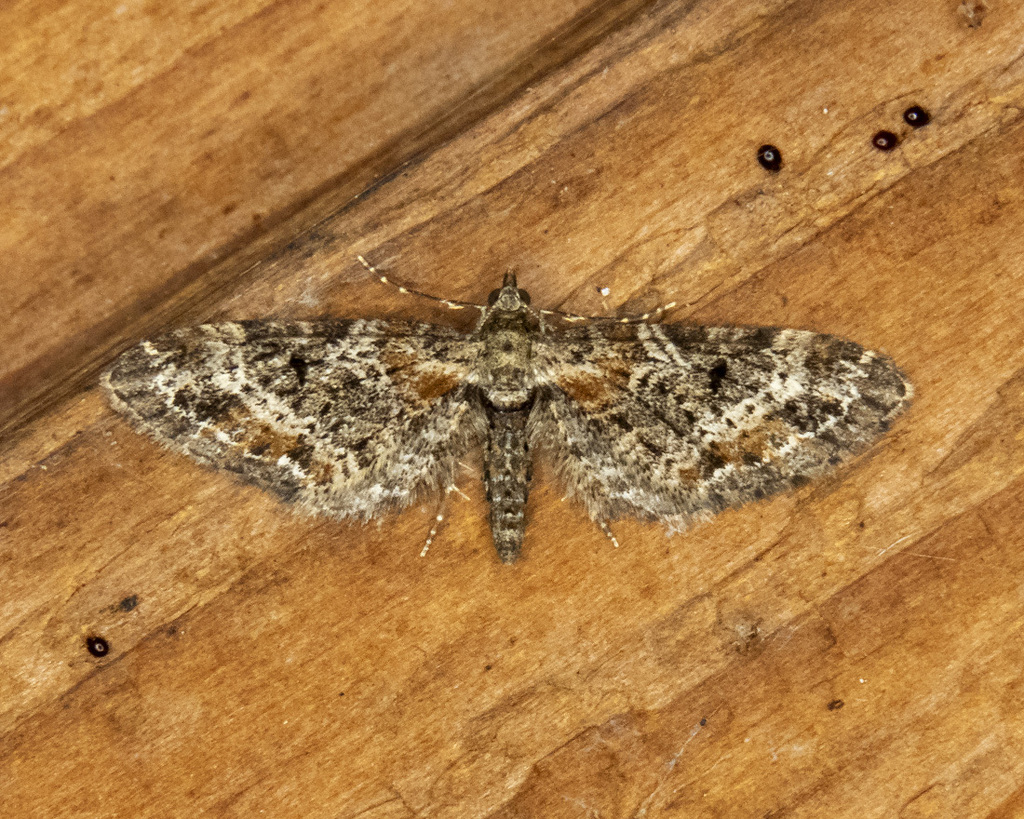 Eupithecia rotundopuncta