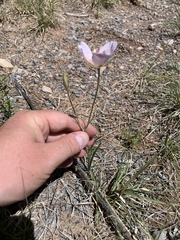 Calochortus striatus
