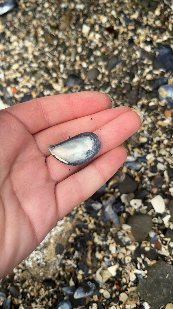 Blue Mussel from Bellingham on May 27, 2024 at 05:24 PM by Therese ...