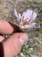 Calochortus striatus