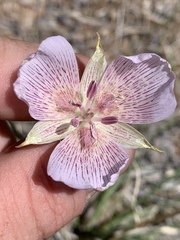 Calochortus striatus