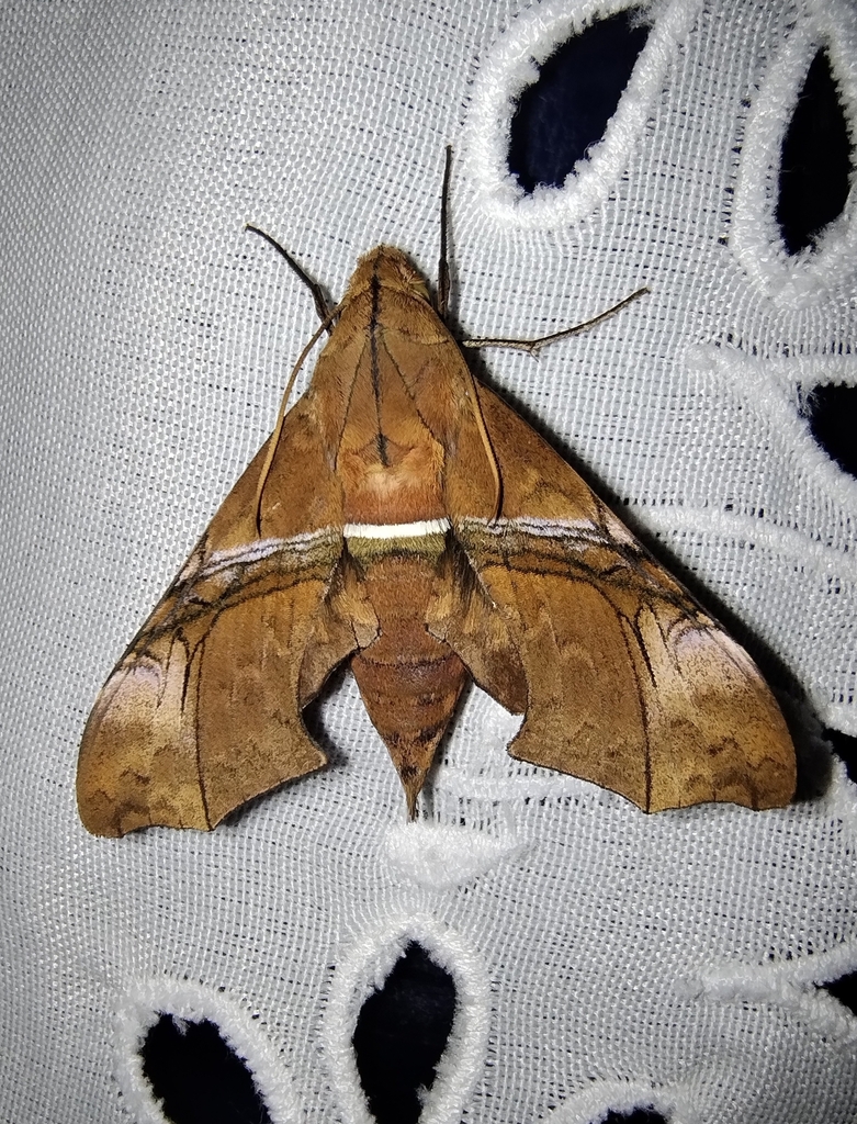 Aleuron iphis