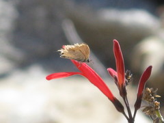 Papilionoidea