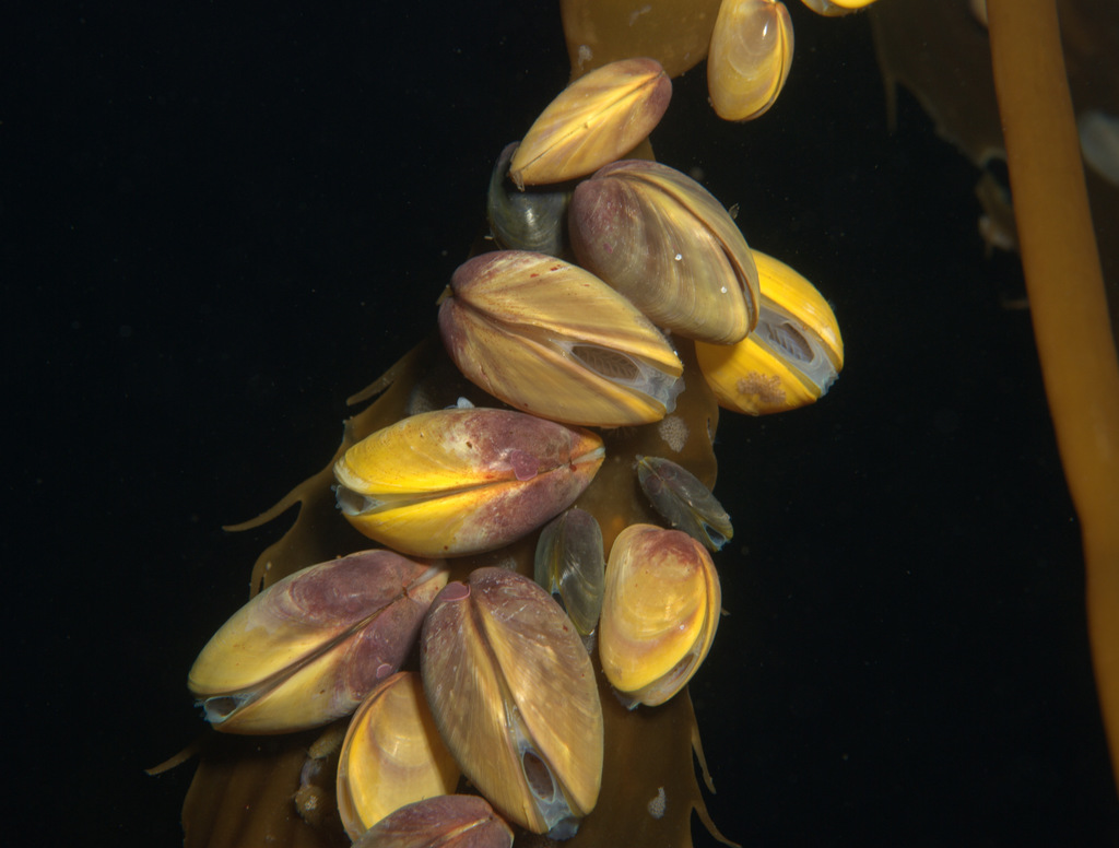 Cyamioidea