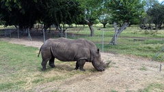 Ceratotherium simum