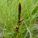 Blue Ridge Sedge - Photo (c) botanygirl, some rights reserved (CC BY), uploaded by botanygirl