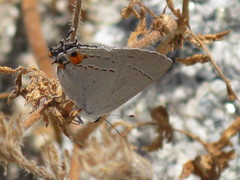 Strymon melinus