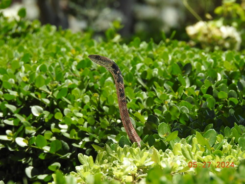 Coachwhip, Masticophis piceus