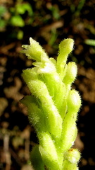 Discyphus scopulariae