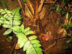 Incilius melanochlorus