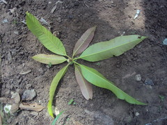 Mangifera indica