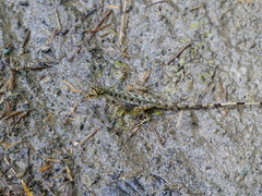 Anolis maculiventris