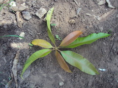 Mangifera indica
