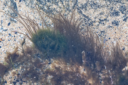 Smeđe alge (Phaeophyceae)