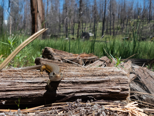 iNaturalist observation photo of Northern Alligator Lizard