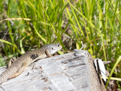 iNaturalist observation photo of Sierra Alligator Lizard