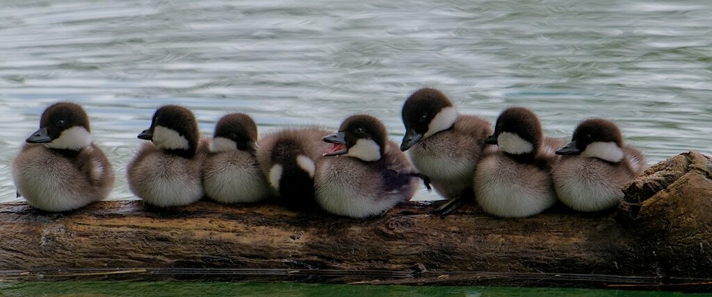 Common Goldeneye