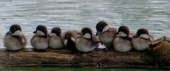 Common Goldeneye photo 6