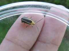 Derospidea brevicollis