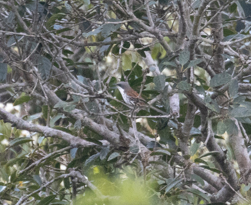 Grey-crowned Crocias (Laniellus langbianis), photo 6