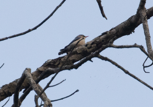 Yellow-billed Nuthatch (Sitta solangiae), photo 10