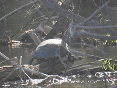 Trachemys hartwegi