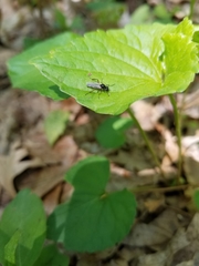 Bibio articulatus