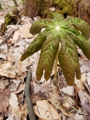 Podophyllum