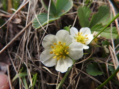 Fragaria vesca americana