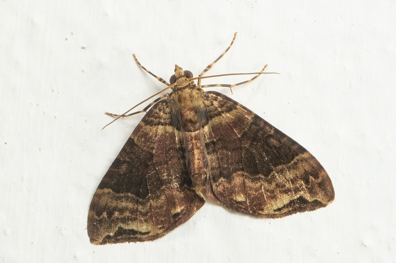 Ecliptopera furvoides