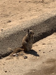 Otospermophilus beecheyi