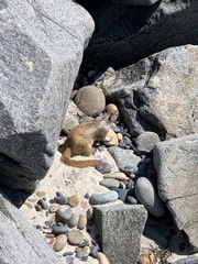 Otospermophilus beecheyi