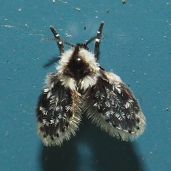 Lepiseodina conspicua